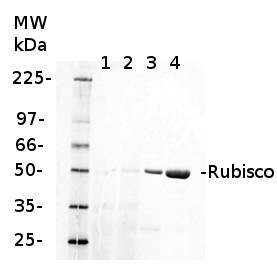 fluorescent western blot detection of Rubisco